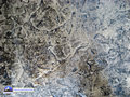 Burnaby Stamp Concrete Sample